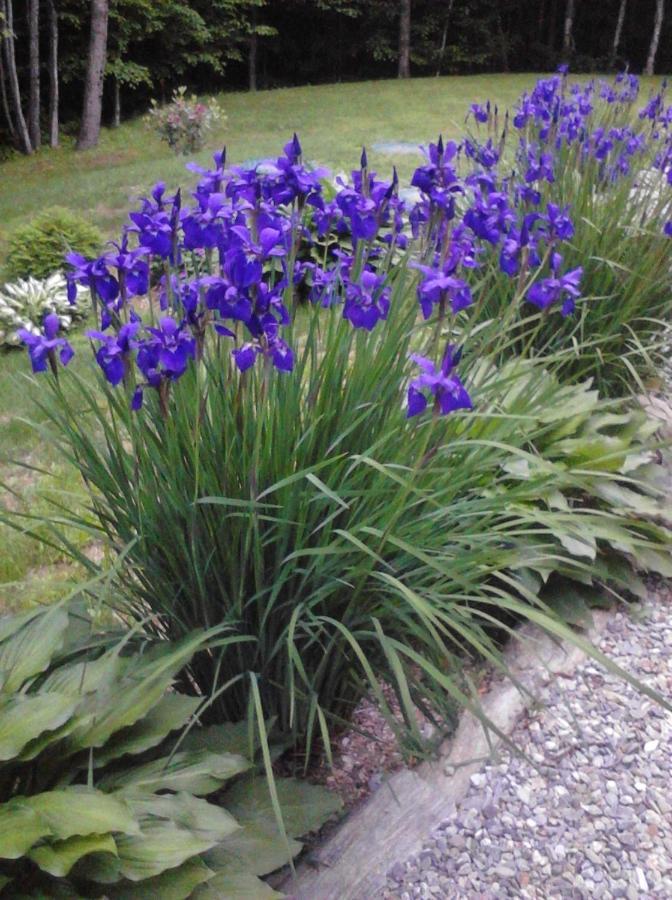 Blueberry Fields Bed & Breakfast Jefferson Extérieur photo
